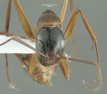 Media type: image;   Entomology 615178 Aspect: head frontal view